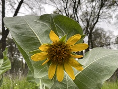 Wyethia mollis