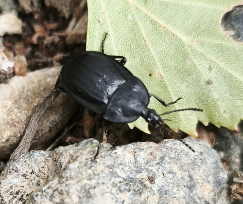 Black snail beetle