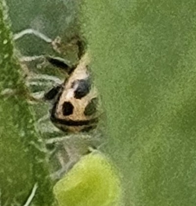 16-spot Ladybird