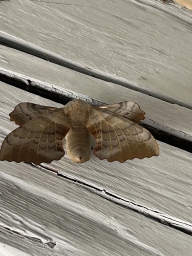 Poplar Hawkmoth