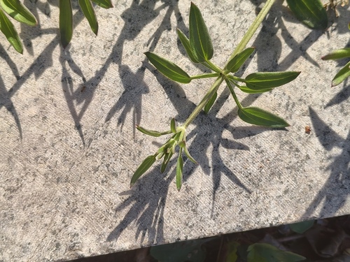 Rubia cordifolia, photograph 1