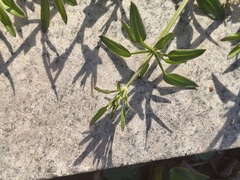 Rubia cordifolia, photograph (c) 振远 王, some rights reserved (CC BY)