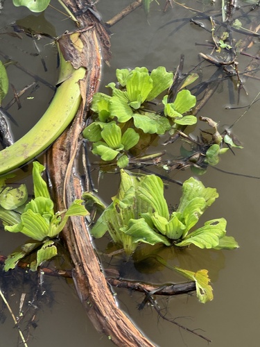 Water Lettuce