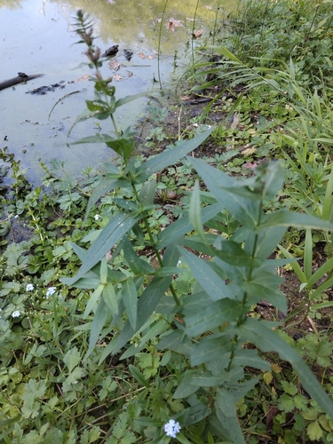 purple loosestrife