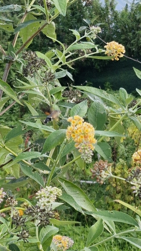 Eurasian Hummingbird Hawkmoth