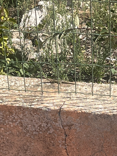 Green Iberian Wall Lizard