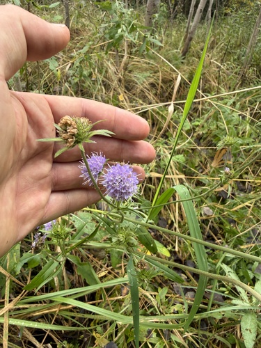 Devil's-bit Scabious