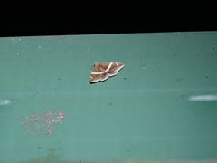 Bastilla arctotaenia