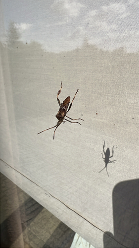 Western Conifer Seed Bug