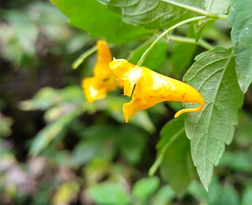 common jewelweed