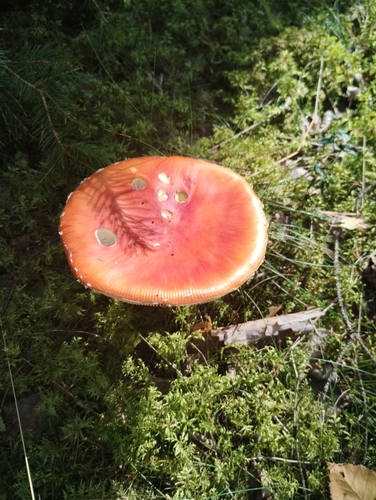 Fly Agaric