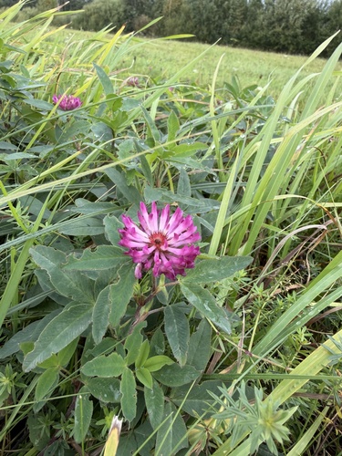Zigzag Clover