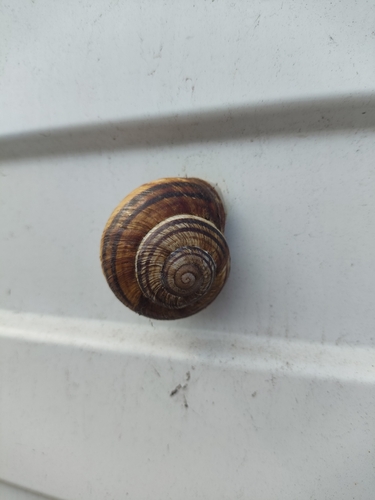 Turkish Snail
