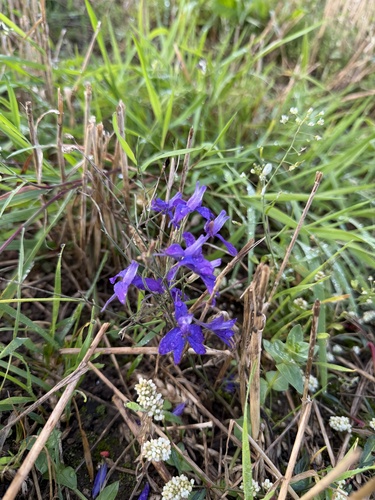 Forking Larkspur