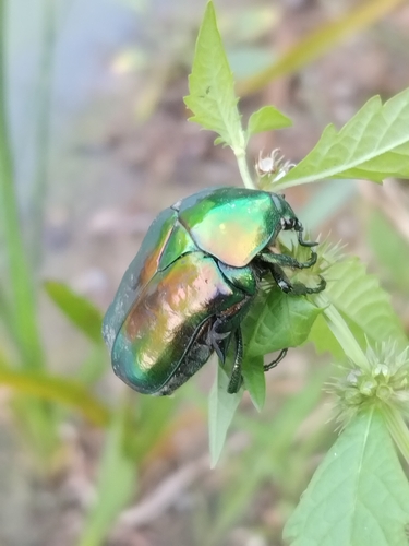 Big Rose-chafer