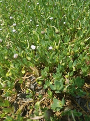 Spilanthes leiocarpa