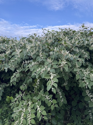 Japanese knotweed