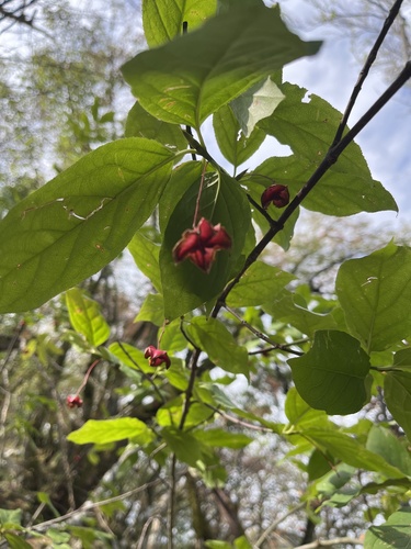 Large-leaved Spindle
