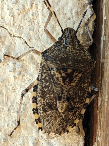 Mottled Stink Bug
