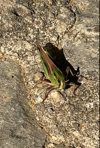 Migratory Locust