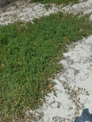 Spilanthes leiocarpa