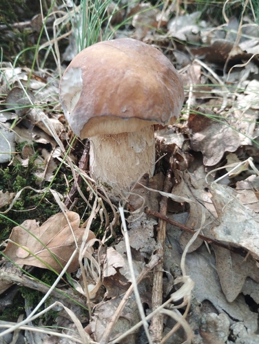 Summer Bolete