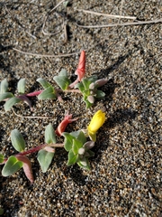 Camissoniopsis cheiranthifolia cheiranthifolia