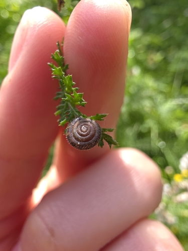 Hairy Snail