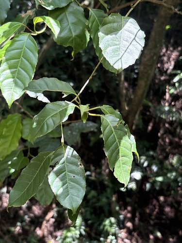 Itea parviflora observed 2026-09-19
