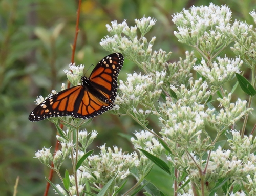 Monarch
