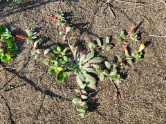 Camissoniopsis cheiranthifolia cheiranthifolia