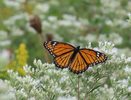 Viceroy