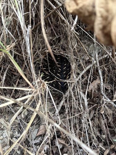Eastern Short-beaked Echidna