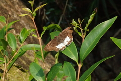 Tagiades menaka