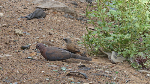Laughing Dove
