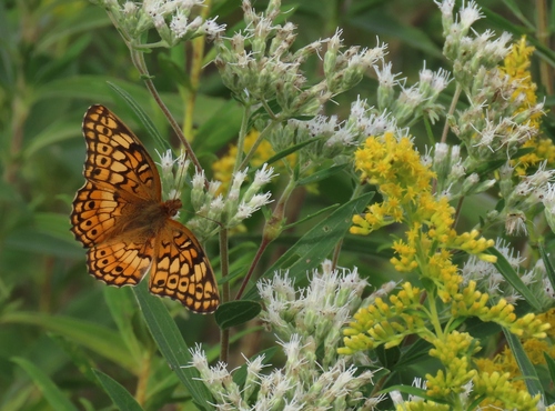 Variegated Fritillary