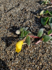 Camissoniopsis cheiranthifolia cheiranthifolia