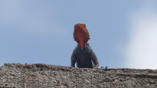 Rainbow Agama