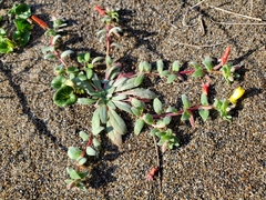 Camissoniopsis cheiranthifolia cheiranthifolia