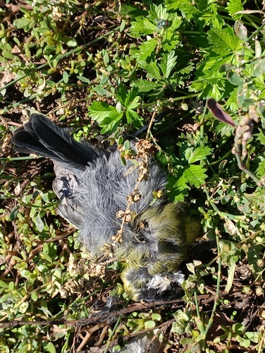 Great Tit