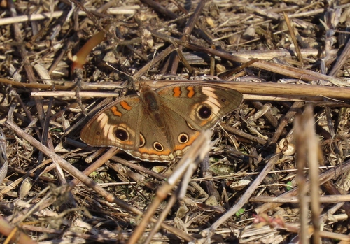 Common Buckeye