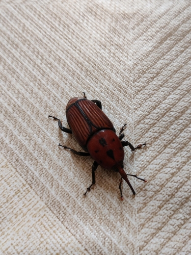 Red Palm Weevil