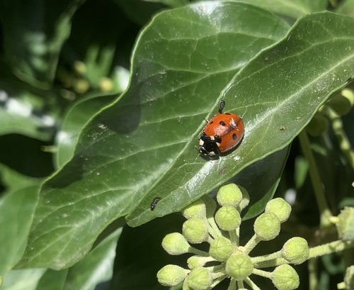 Seven-spotted Lady Beetle
