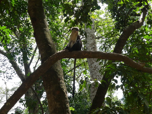 Mona Monkey