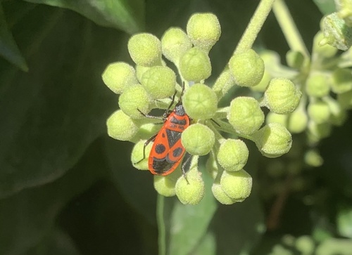 European Firebug