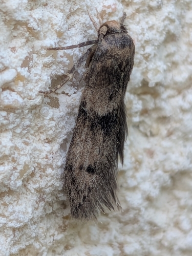 Blastobasis phycidella