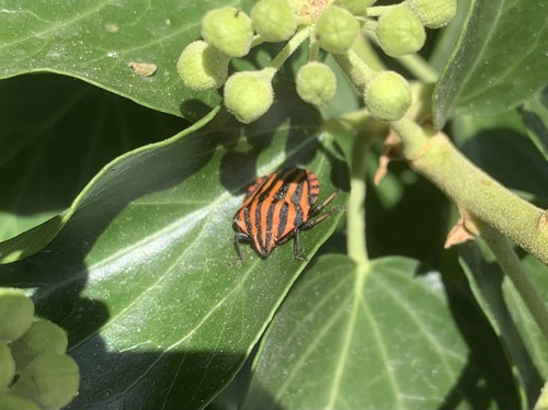 European Striped Shield Bug