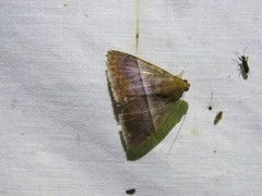 Parallelia correctata