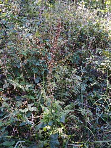 purple foxglove