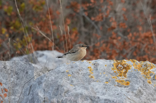 Northern Wheatear